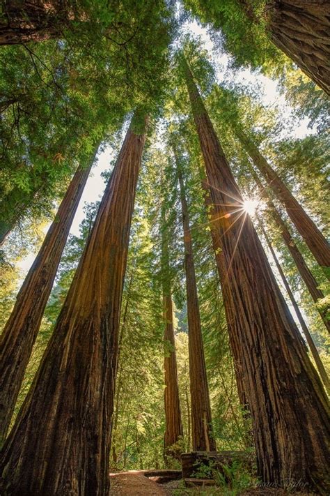 California Redwood Print Large Coastal Tree Photo Rustic