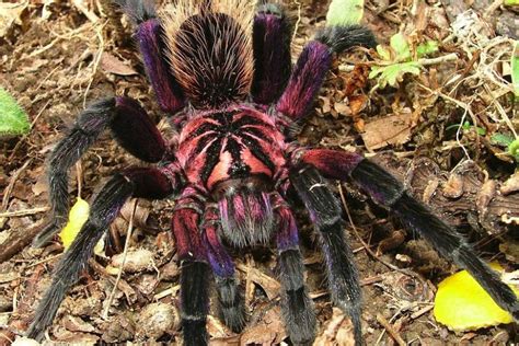 Fun Facts About Purple Bloom Tarantula Pamphobeteus Sp Machala Care