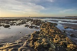 特生中心建議新豐藻礁不宜人工干擾 慢慢恢復自然生態 - 工商時報