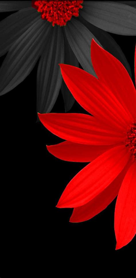Download Free 100 Dark Red Flower Wallpapers