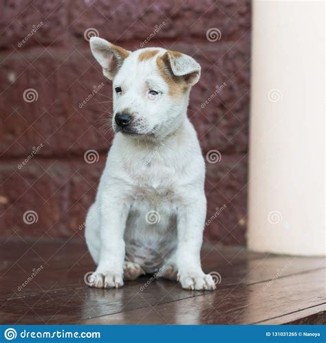 Sad Dog Laying Down Waiting For Owner Stock Image Image