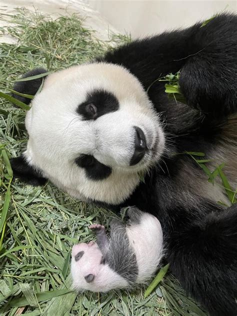 Its A Boy Singapore Residents To Name River Safari Panda Cub