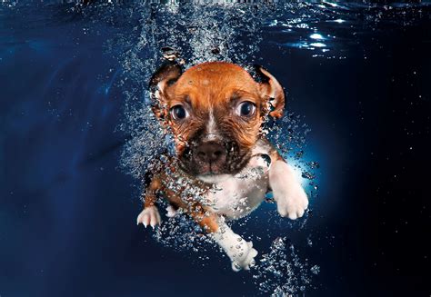 Underwater Puppies In Pictures Life And Style The Guardian