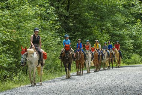 Horseback Riding Camp Carolina