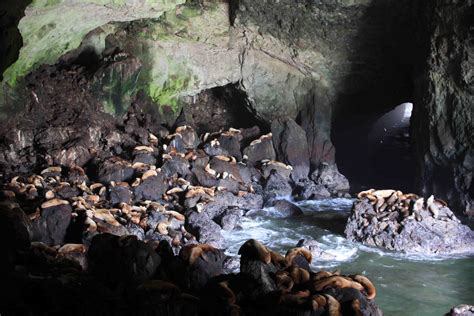 O is for...Oregon Sea Lion Caves