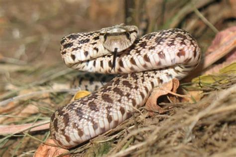 Are Bull Snakes Venomous Is Their Bite Dangerous Fauna Facts