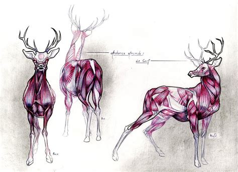 Deers Anatomy Study On