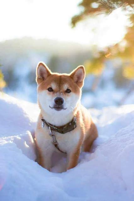 Snow Shiba Cute Puppies Dogs And Puppies Chien Shiba Inu Animals And