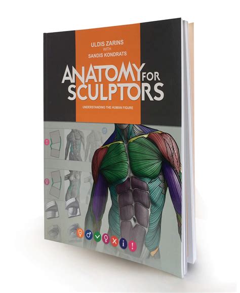 Book Review Anatomy For Sculptors Understanding The Human Figure