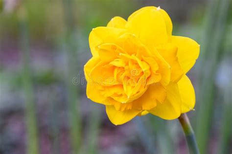 Cheerful Bright Yellow Double Bloom Of A Daffodil Flowering In A Spring
