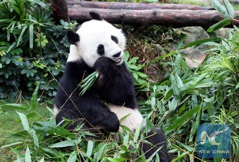 Chinese Scientists Reveal Why Giant Pandas And Red Pandas Evolve To Eat