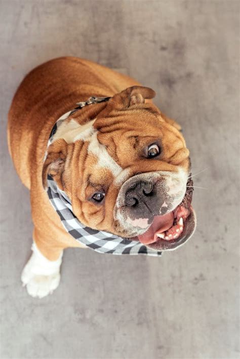 Cute And Funny Bulldog Stock Photo Image Of Posing English 91855216