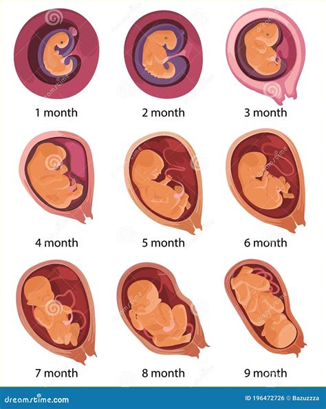 Evolución Del Embrión Humano Ilustración Vectorial Plana Desarrollo Fetal Anatomía Humana