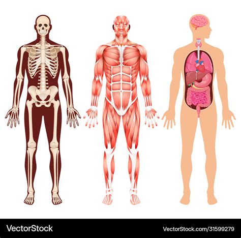 Body Anatomy Organs Skeletal Muscle Anatomy Muscular System Anatomy The Best Porn Website