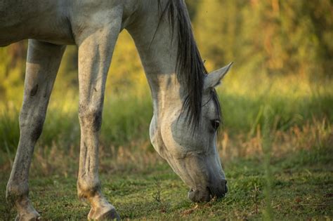 Premium Photo Portrait Of A White Horse Eating Grass In The Field