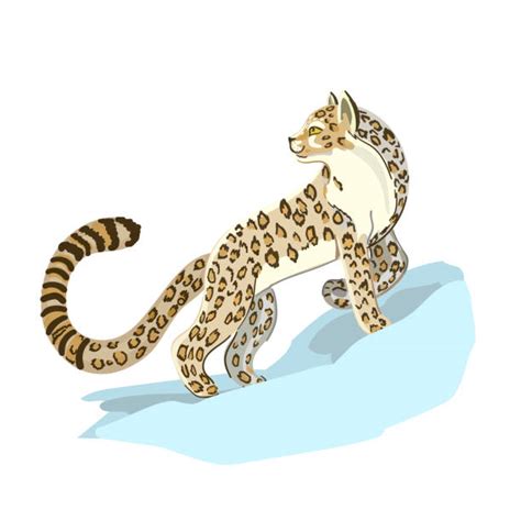 Cartoon Snow Leopard Illustrations Royalty Free Vector Graphics And Clip