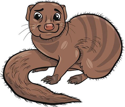 Royalty Free Mongoose Clip Art Vector Images And Illustrations Istock