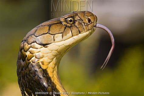Minden Pictures Stock Photos King Cobra Ophiophagus Hannah With