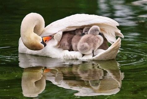 24 Ridiculously Adorable Animals Having A Moment With Their Mother