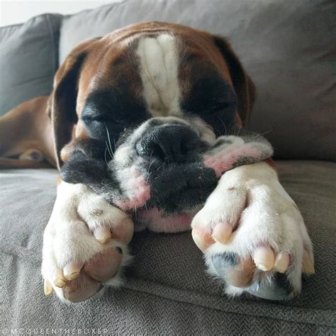 The Reasons That Prove You Should Adopt A Boxer Dog Theyre The Cosiest