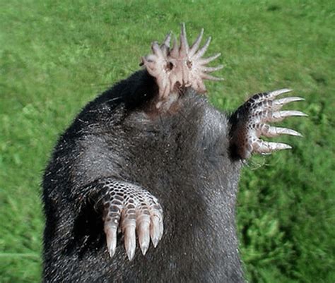 The 18 Creepiest Looking Animals That Will Bring You Nightmares Freeyork