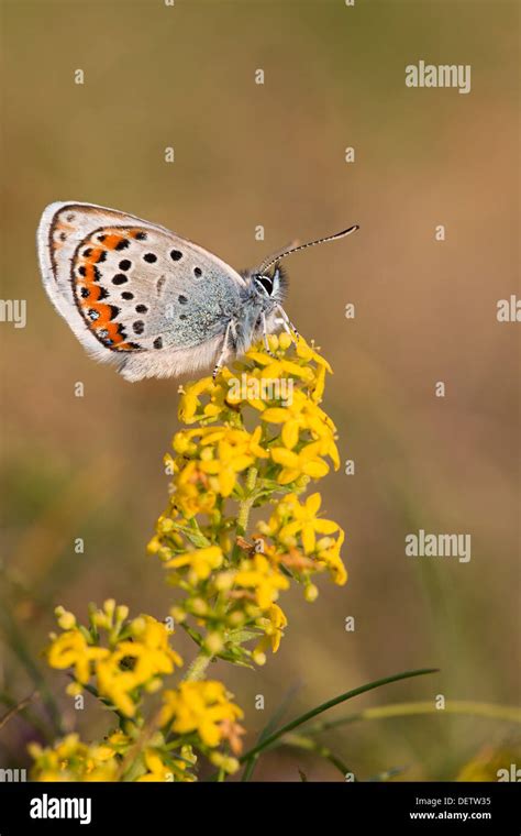 Silver Studded Blue Butterfly Plebejus Argus Male Cornwall Uk Stock