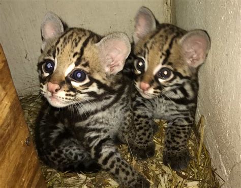 Greenville Zoo Welcomes Two Ocelot Kittens Greenville