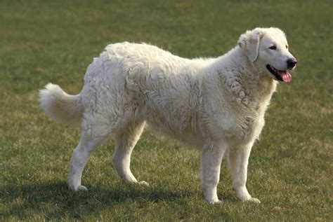 20 Of The Cutest White Dog Breeds 2022