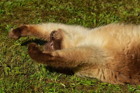 Free Images Grass Play Sweet Cute Wildlife Fur Cat Brown