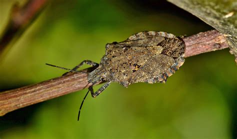 What Exactly Are Stink Bugs How Do I Control Them 9 Helpful Tips