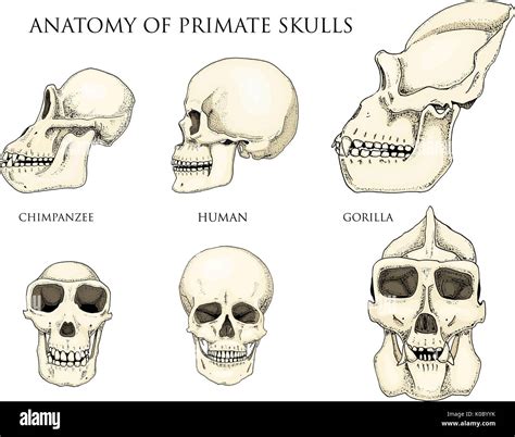 Human And Chimpanzee Gorilla Biology And Anatomy Illustration