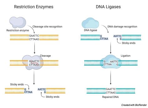 Dna Ligase Definition Type Mechanism And Significance