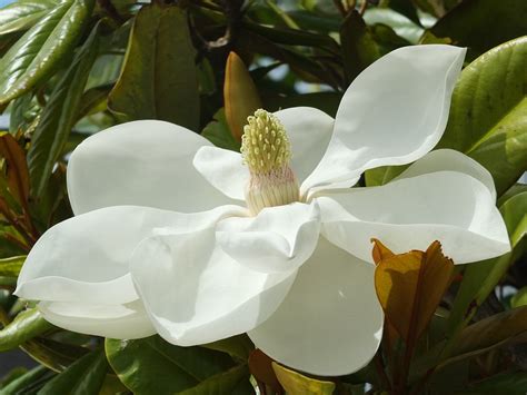 Magnolia Magnolias Are Only Flowering For Such A Short Flickr