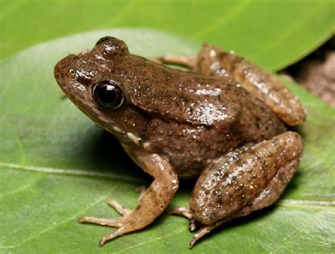 Bronze Frog Facts And Pictures
