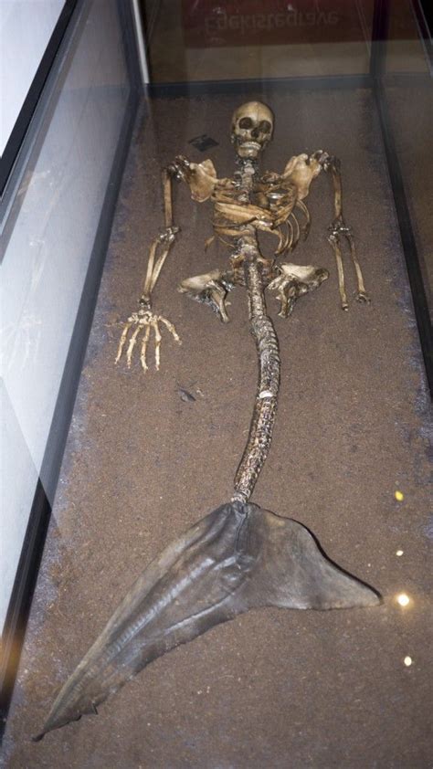 Mermaids Of Denmark Megapixel Travel Mermaid Skeleton Real