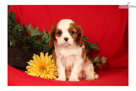 This cavalier king charles spaniel puppy is looking for a loving furever home! Cavalier King Charles Spaniel puppy for sale near ...