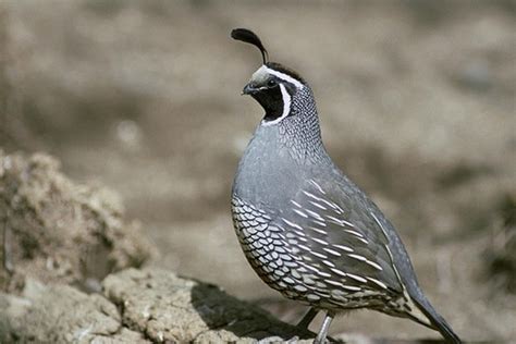 California Birdwatching Bird Informer