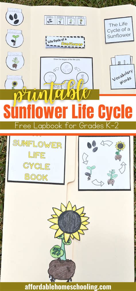 This Life Cycle Of A Sunflower Printable Is Perfect For Assembling A