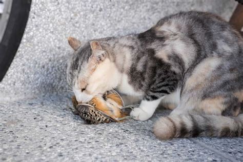 Do Cats Eat Birds Is It Safe And What To Know