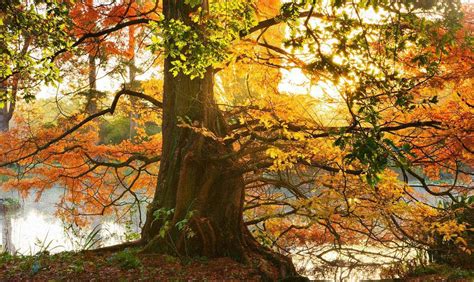 Autumn Tree Colours Discover The Best Places To Visit Near London