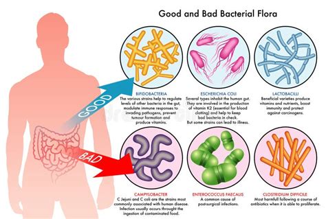 Intestinal Bacterial Flora Stock Vector Image Of Digestive 41327669