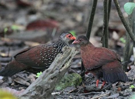 Sri Lanka Spurfowl Alchetron The Free Social Encyclopedia