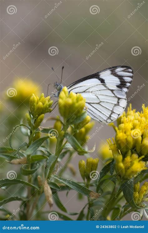 Checkered White Butterfly Stock Photo Image Of Space 24363802