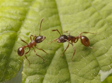 Big Red Ants Shop Official Save 58 Jlcatjgobmx