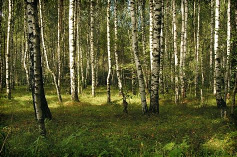 Russian Boreal Forest Polluted Landscape Img01 August 2005 Flickr