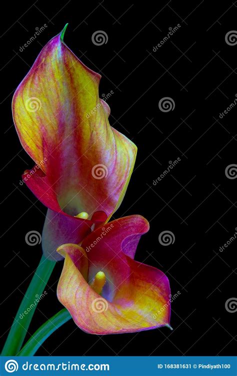 Curls And Curves Of A Entwined Pair Of Pink Calla Lilies Stock Image