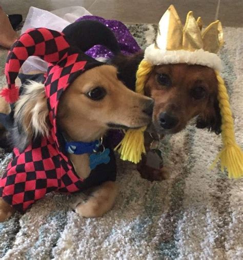 Pin By My Info On Dog Funnies Funny Dogs Floppy Hat Hats