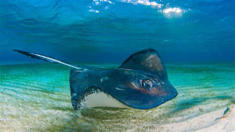 This Is What Happens To Your Body If You Get Stung By A Stingray
