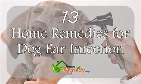 13 Home Remedies For Dog Ear Infection Home Remedies