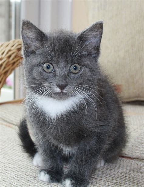 Grey Cat Kitten Free Photo On Pixabay Pixabay